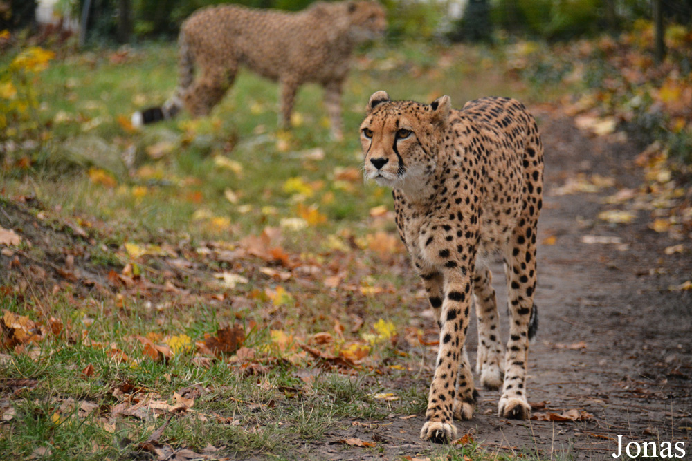 Acinonyx jubatus jubatus