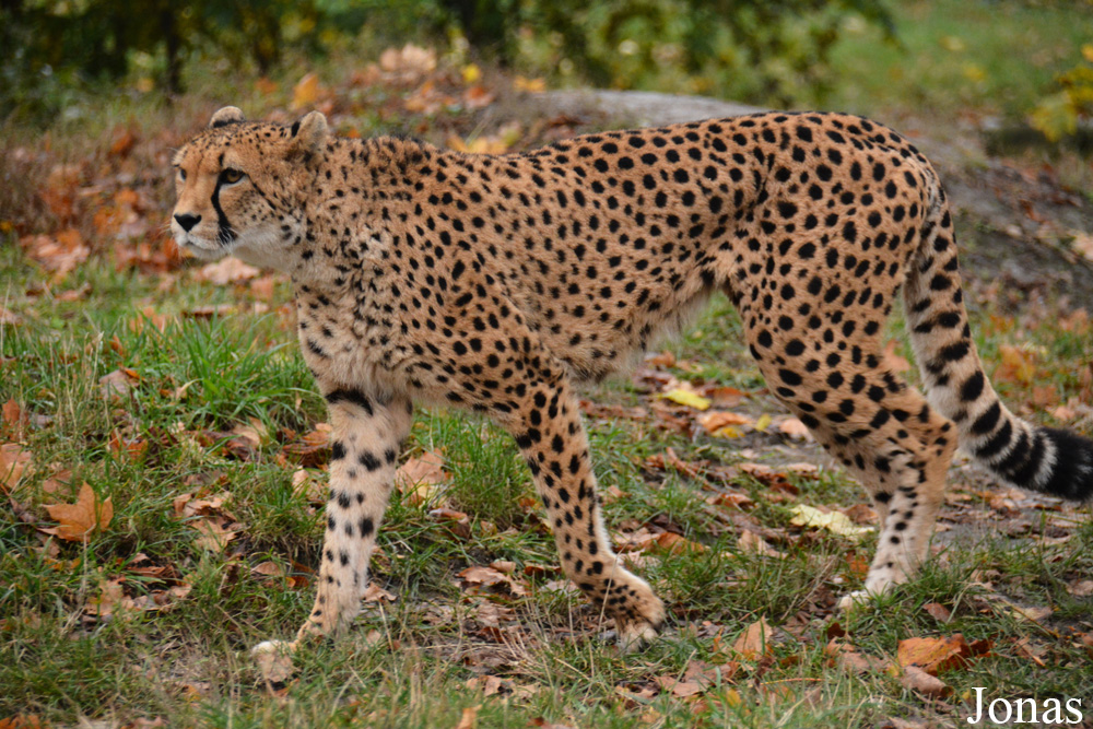 Acinonyx jubatus jubatus