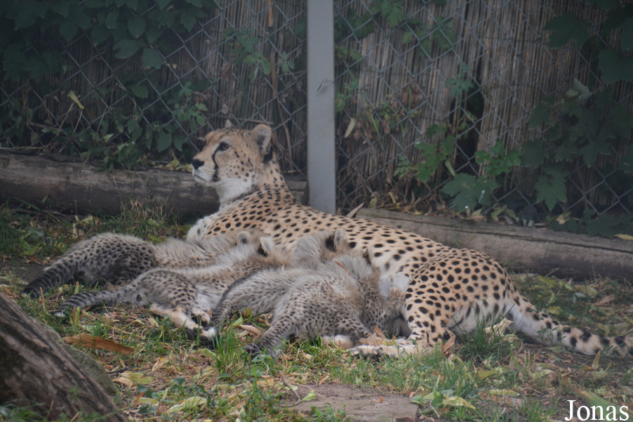 Acinonyx jubatus soemmeringii