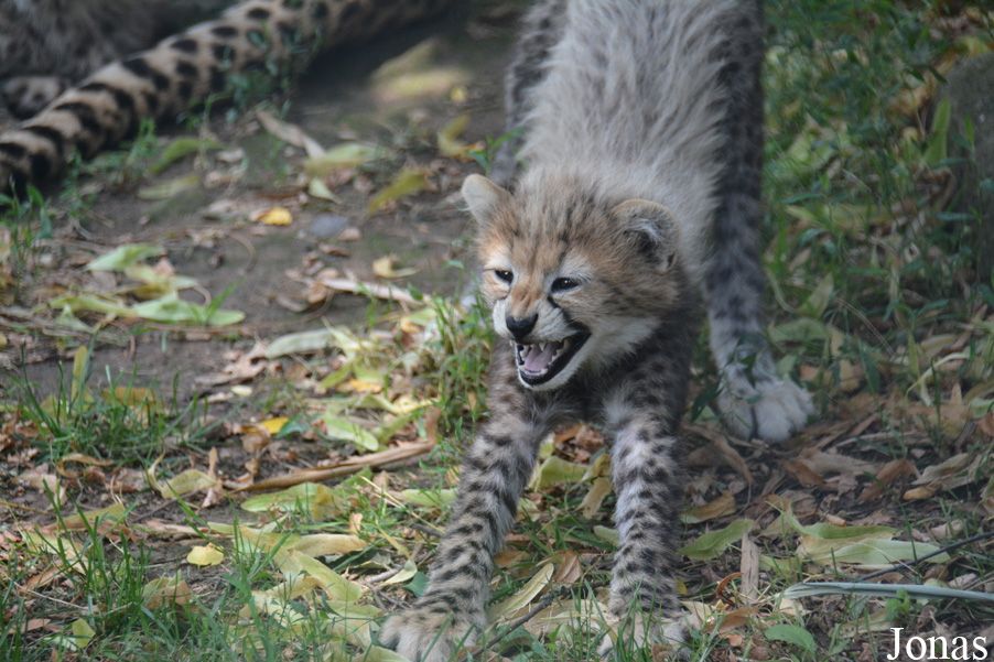 Acinonyx jubatus soemmeringii