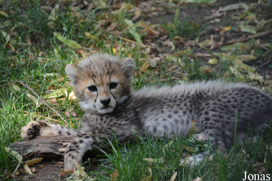 Acinonyx jubatus soemmeringii