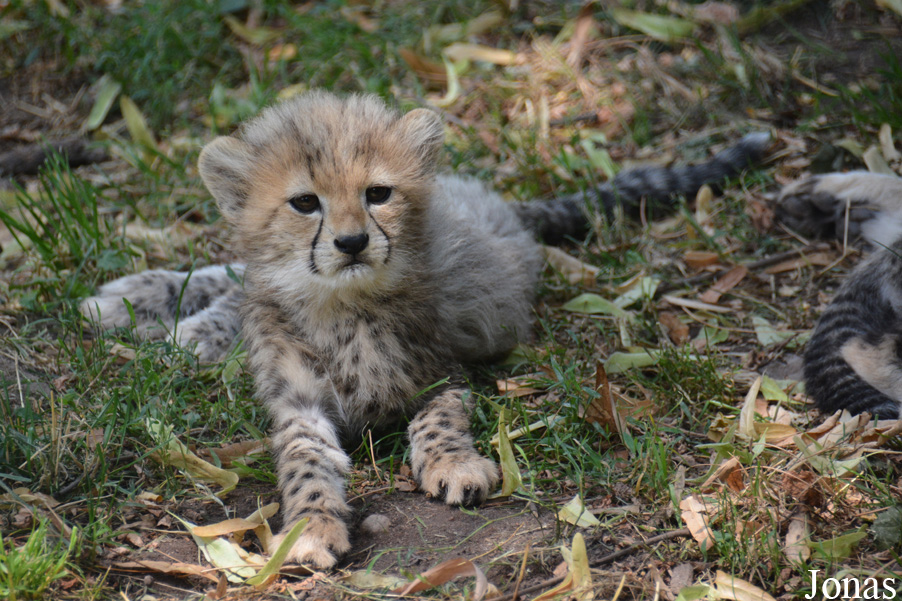 Acinonyx jubatus soemmeringii