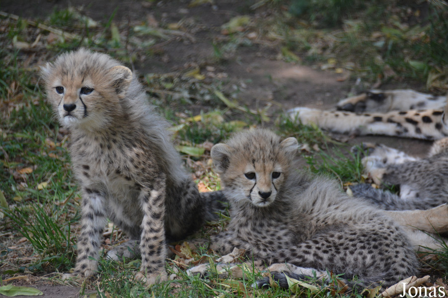 Acinonyx jubatus soemmeringii