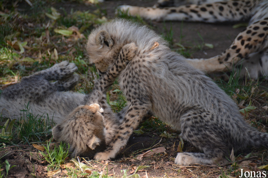 Acinonyx jubatus soemmeringii