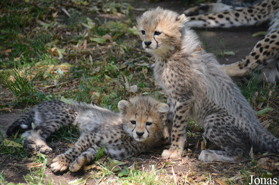 Acinonyx jubatus soemmeringii