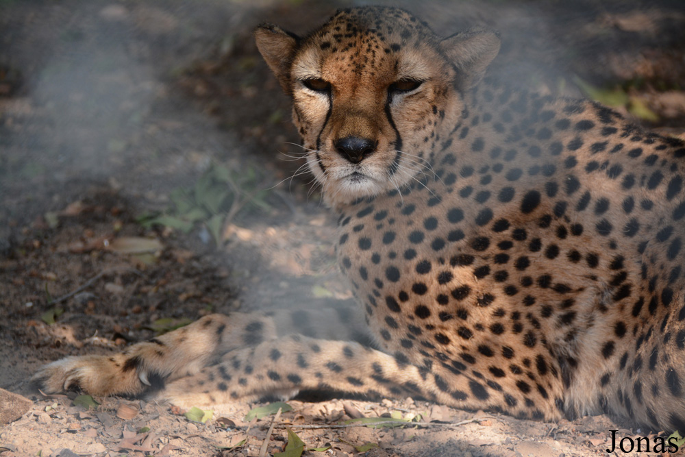 Acinonyx jubatus soemmeringii