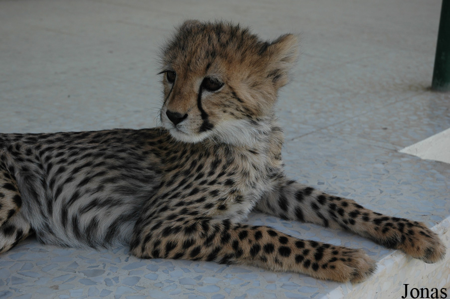Acinonyx jubatus soemmeringii