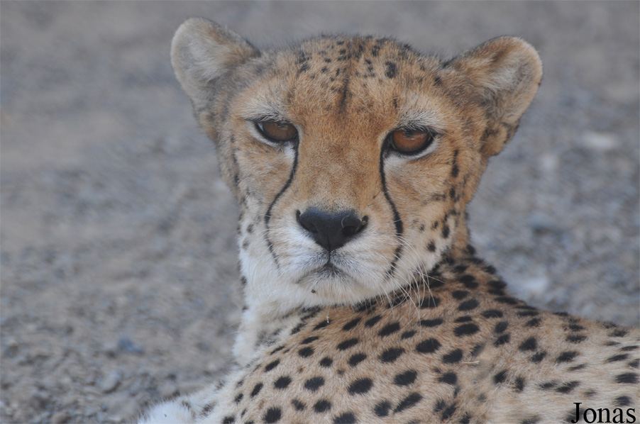 Acinonyx jubatus soemmeringii