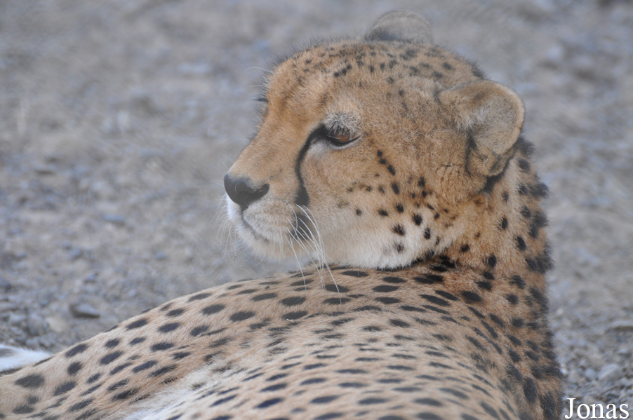 Acinonyx jubatus soemmeringii