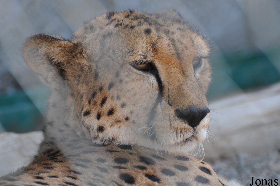 Acinonyx jubatus soemmeringii