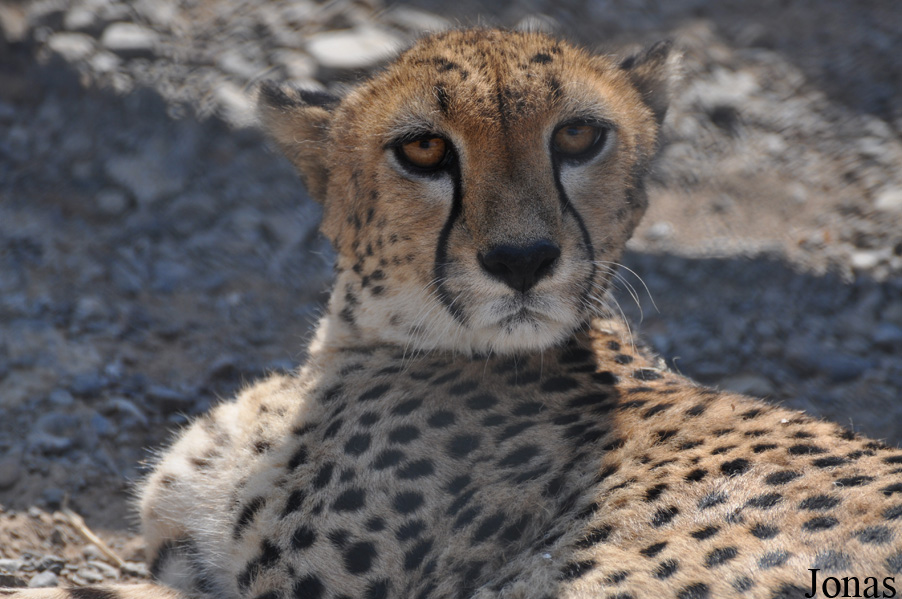 Acinonyx jubatus soemmeringii