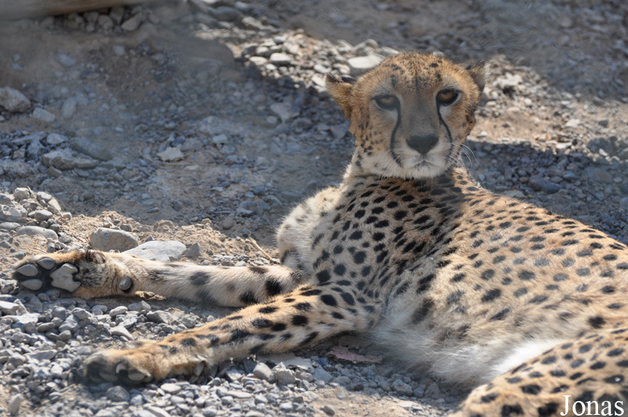 Acinonyx jubatus soemmeringii