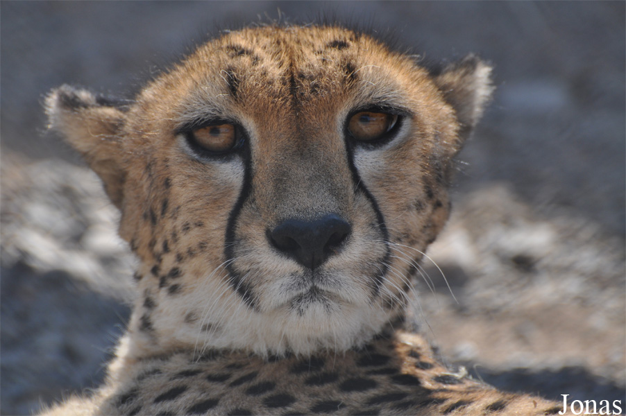 Acinonyx jubatus soemmeringii