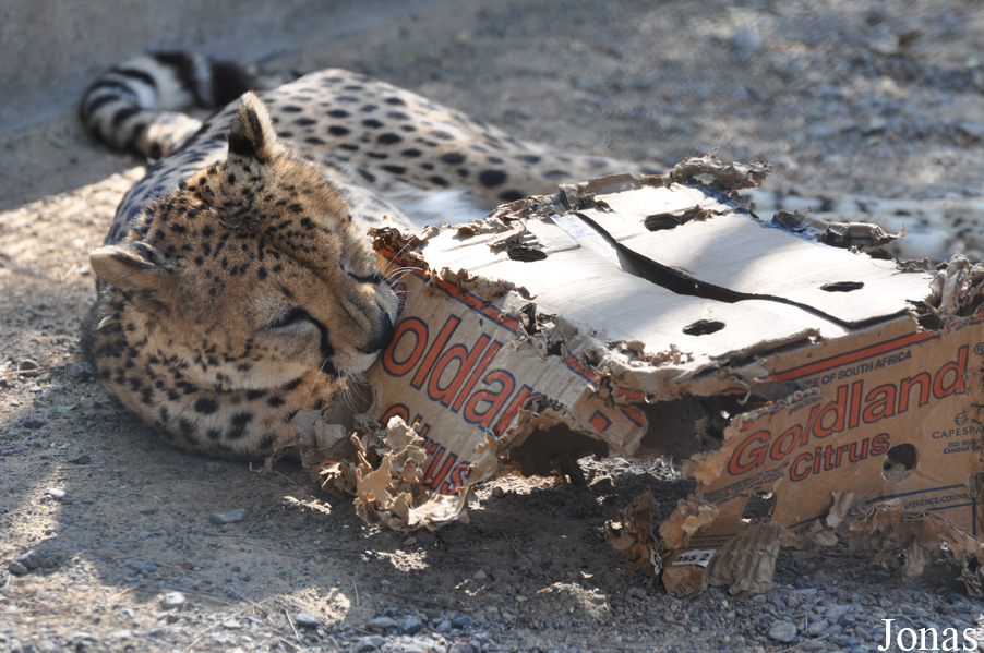 Acinonyx jubatus soemmeringii