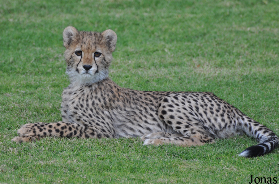 Acinonyx jubatus soemmeringii