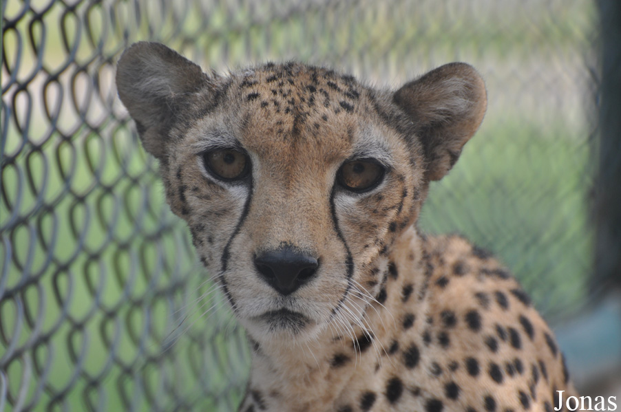 Acinonyx jubatus soemmeringii