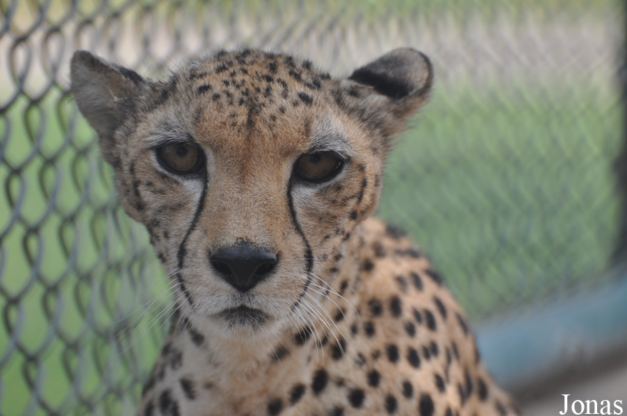 Acinonyx jubatus soemmeringii