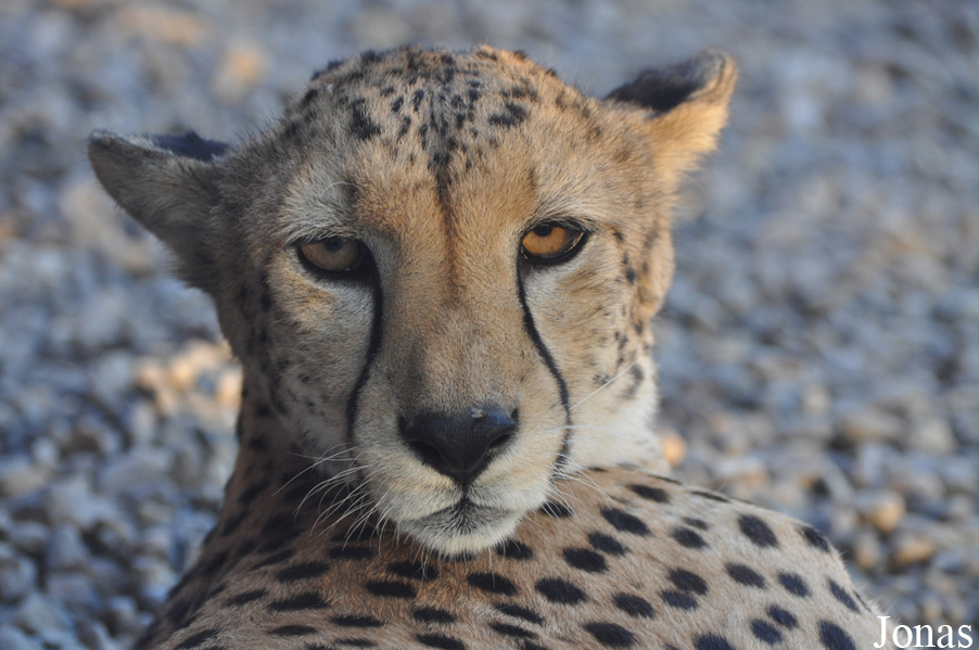 Acinonyx jubatus soemmeringii