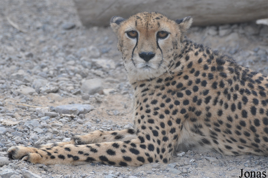 Acinonyx jubatus soemmeringii