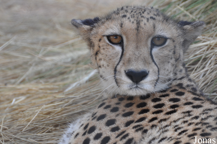 Acinonyx jubatus soemmeringii