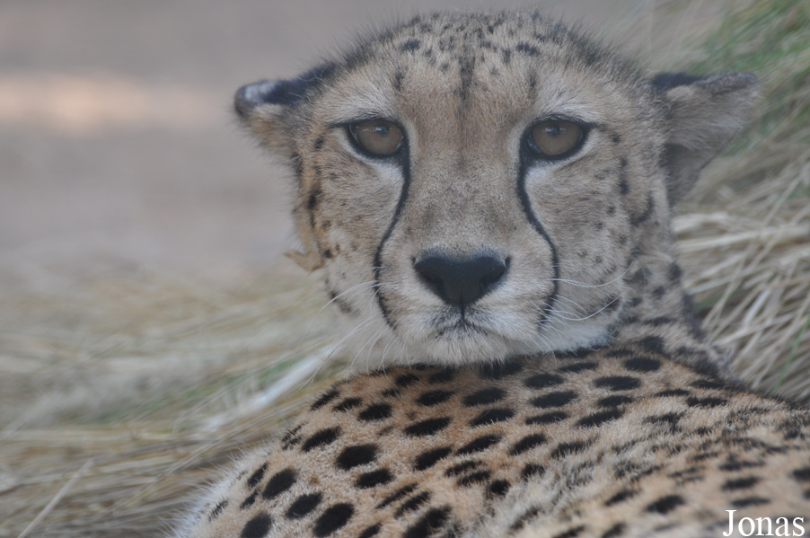Acinonyx jubatus soemmeringii