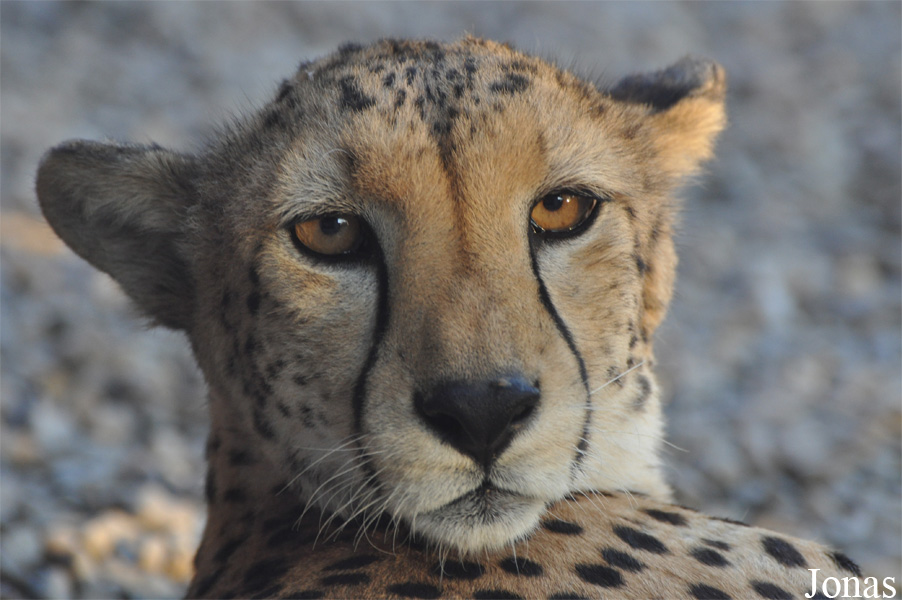 Acinonyx jubatus soemmeringii