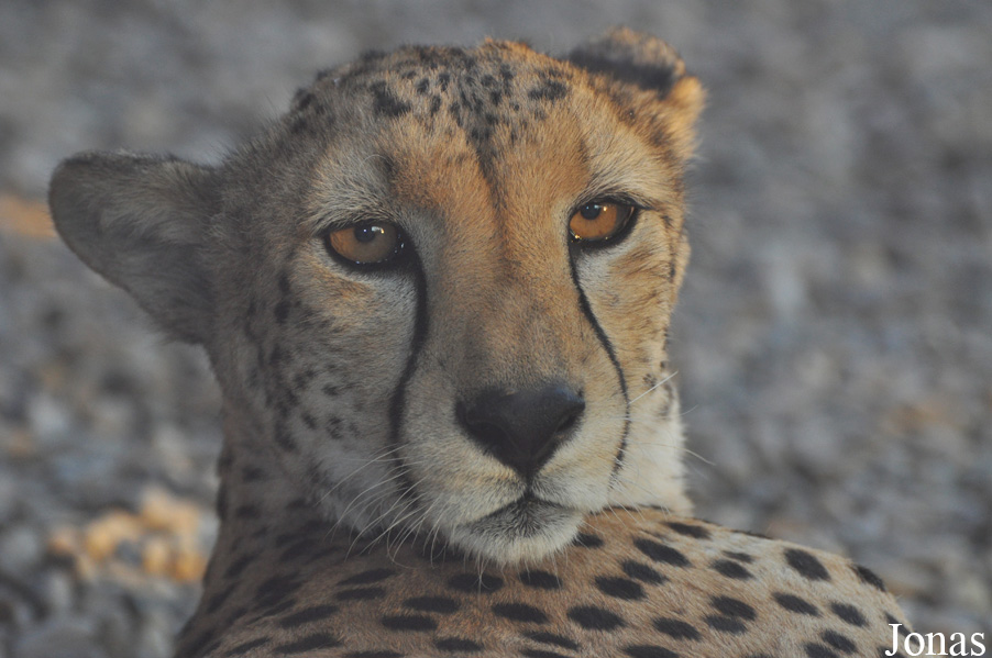 Acinonyx jubatus soemmeringii