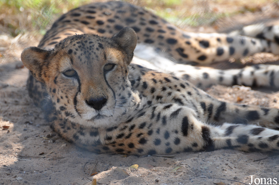 Acinonyx jubatus soemmeringii