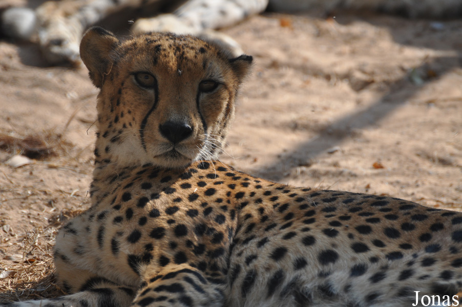 Acinonyx jubatus soemmeringii