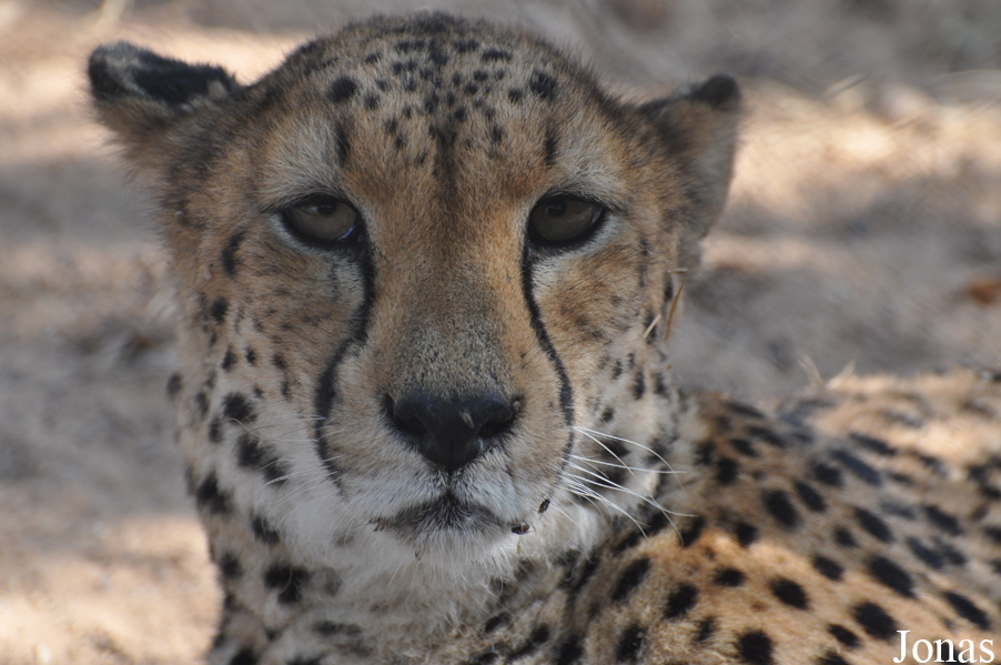 Acinonyx jubatus soemmeringii