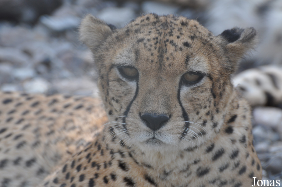 Acinonyx jubatus soemmeringii