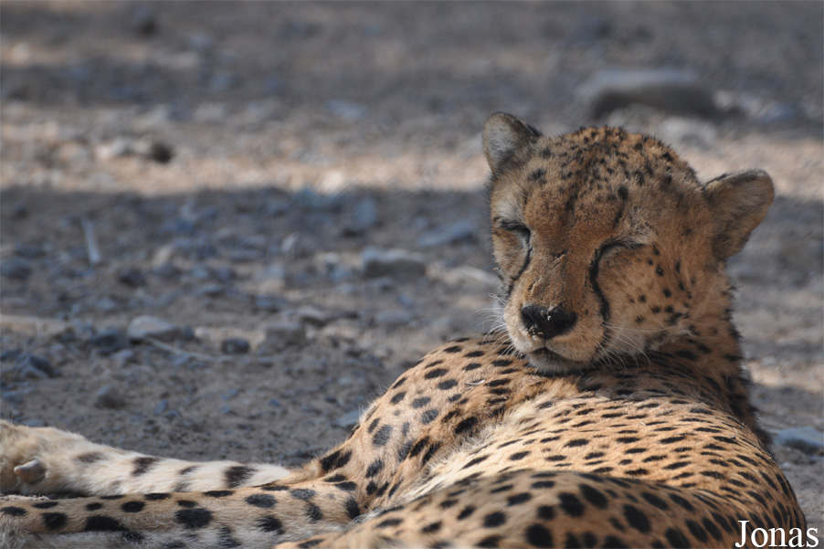 Acinonyx jubatus soemmeringii