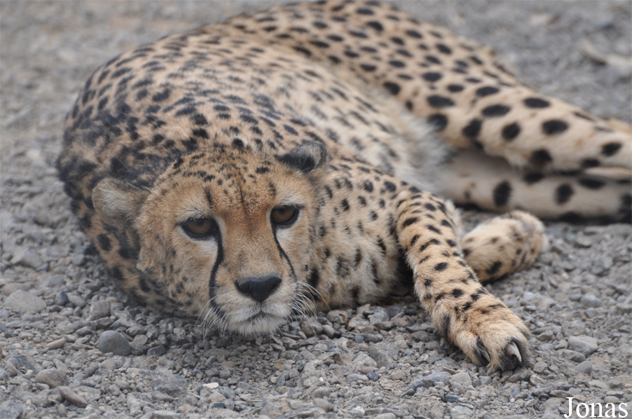 Acinonyx jubatus soemmeringii