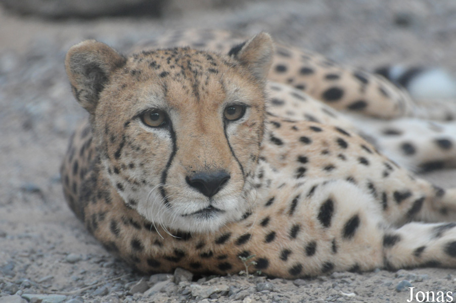 Acinonyx jubatus soemmeringii