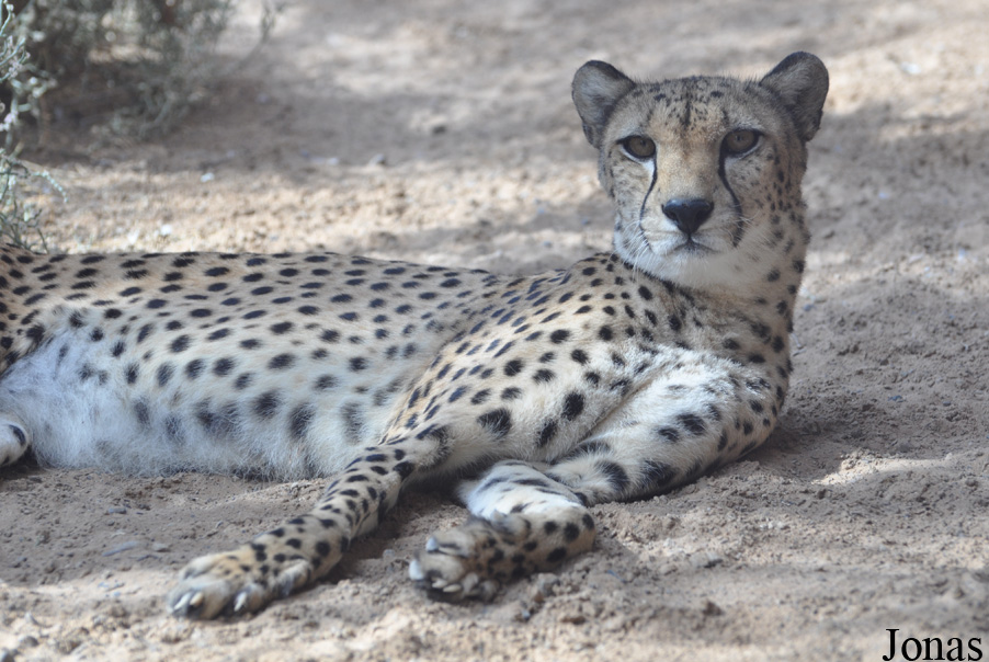 Acinonyx jubatus soemmeringii