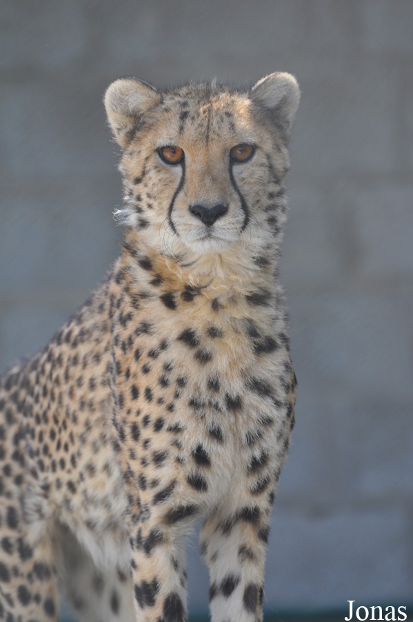 Acinonyx jubatus soemmeringii