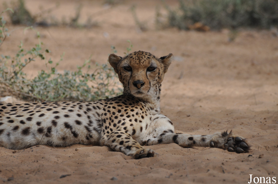Acinonyx jubatus soemmeringii
