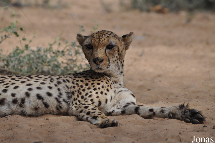 Acinonyx jubatus soemmeringii
