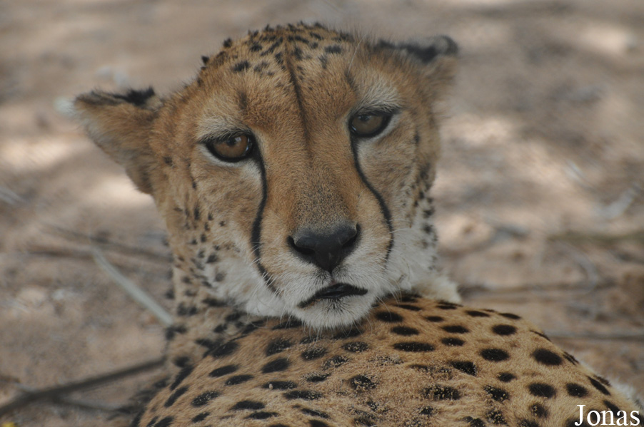 Acinonyx jubatus soemmeringii