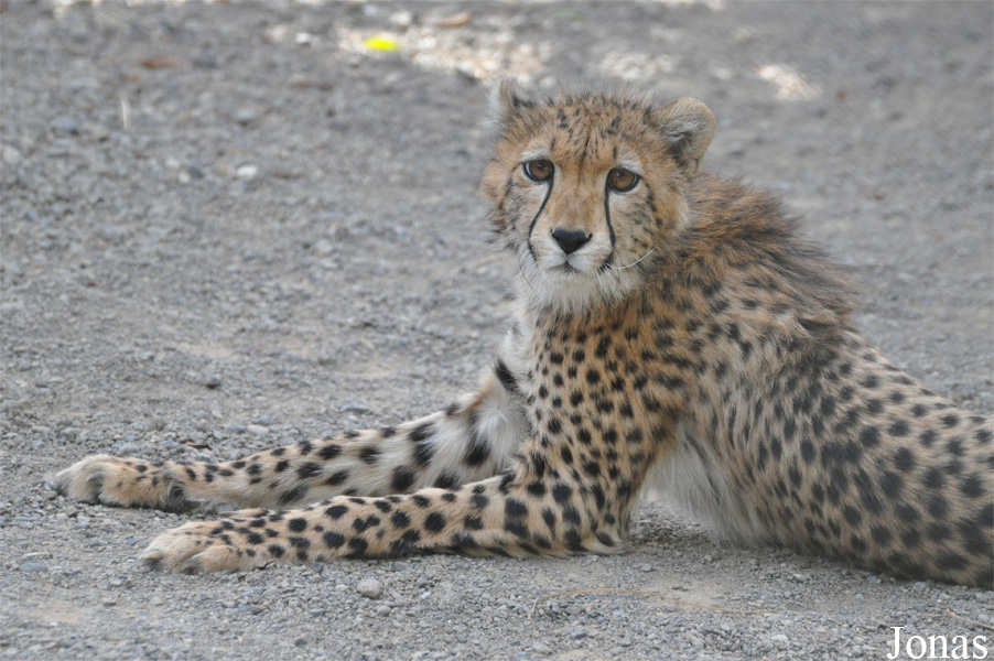Acinonyx jubatus soemmeringii