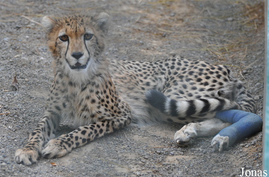 Acinonyx jubatus soemmeringii