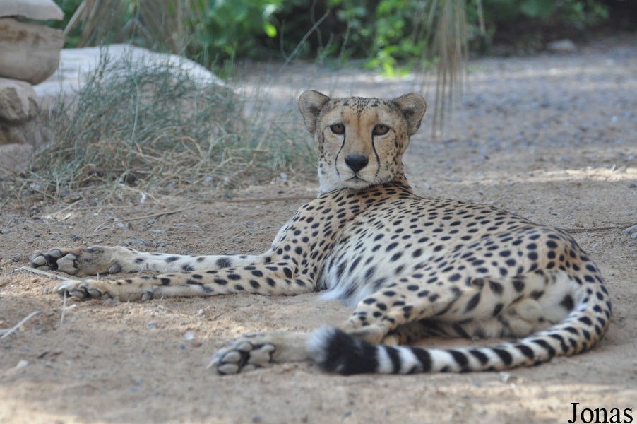 Acinonyx jubatus soemmeringii