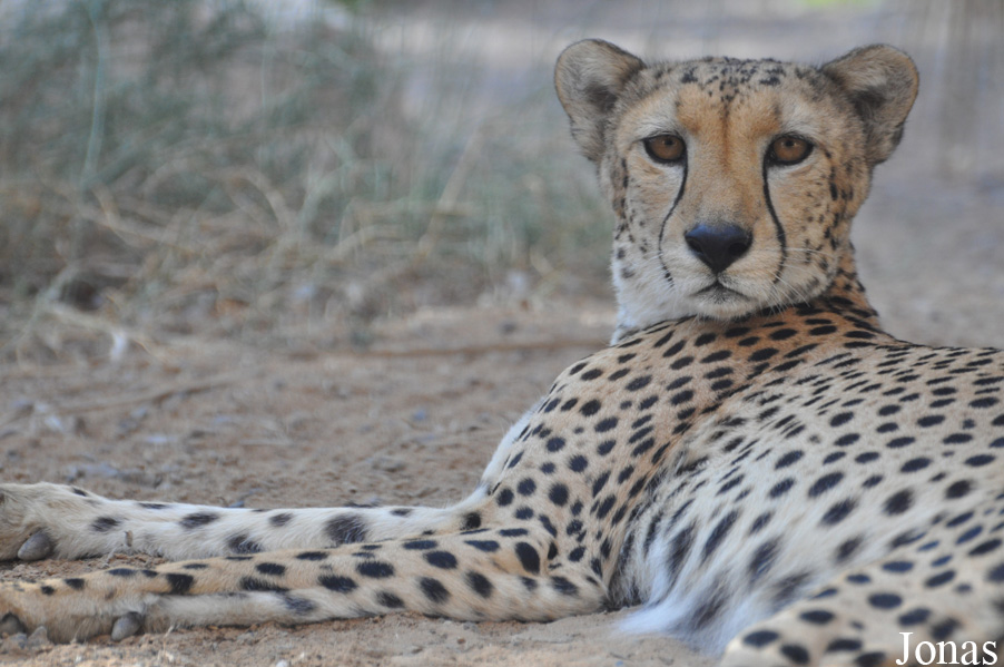 Acinonyx jubatus soemmeringii