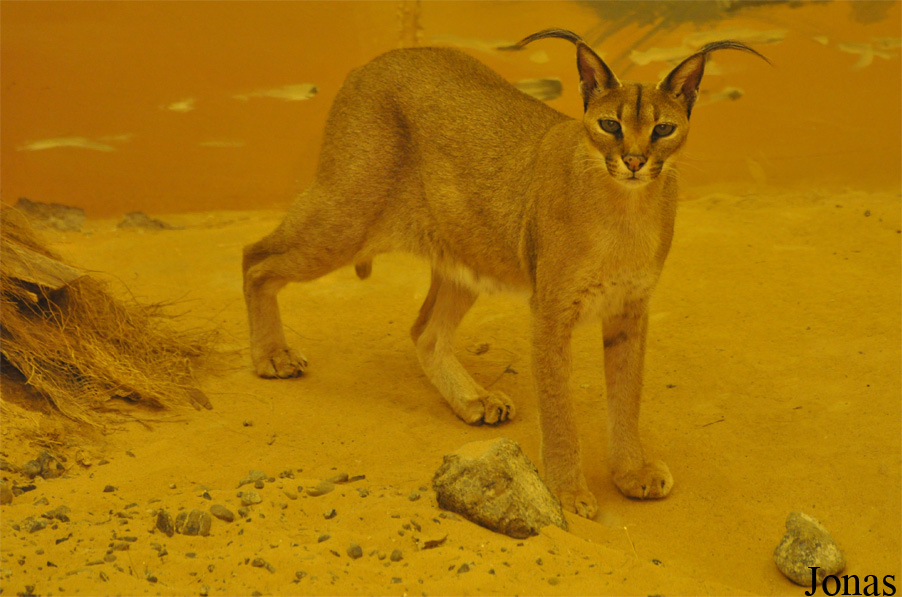 Caracal caracal