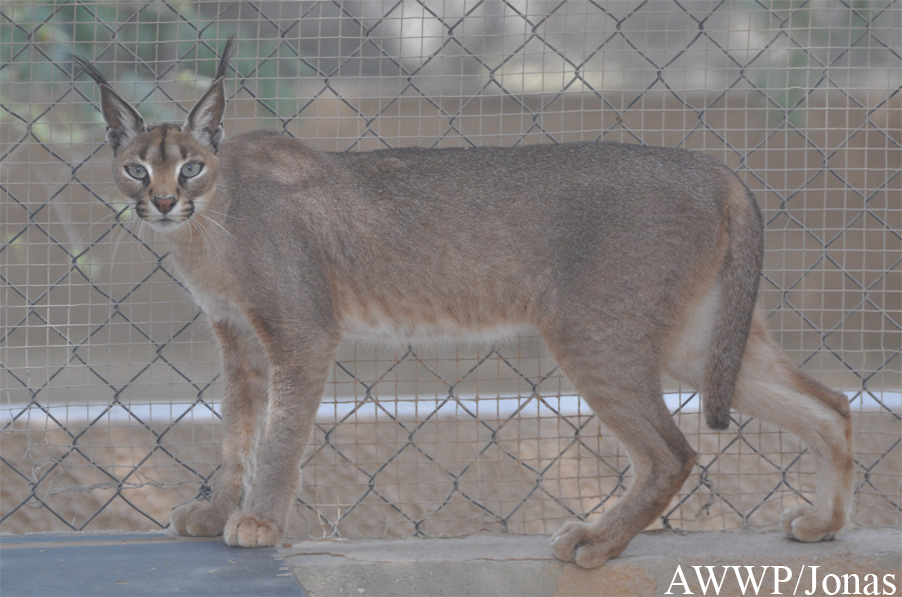 Caracal caracal caracal