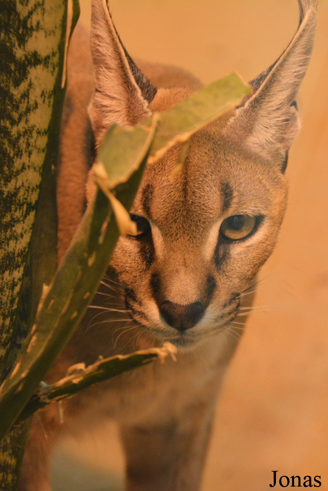Caracal caracal schmitzi