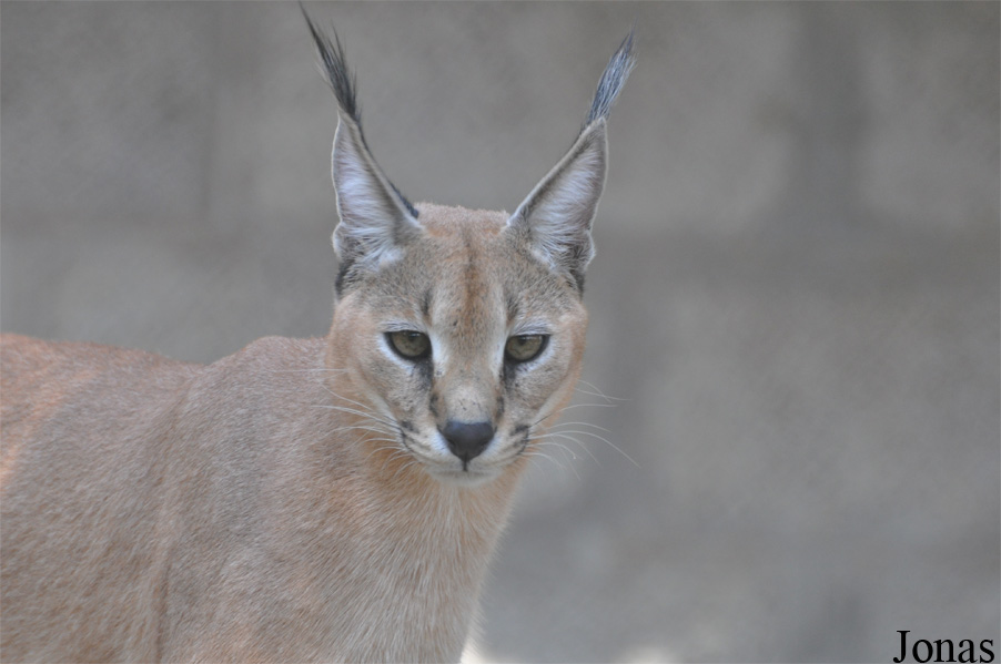 Caracal caracal schmitzi