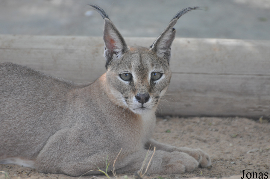 Caracal caracal schmitzi