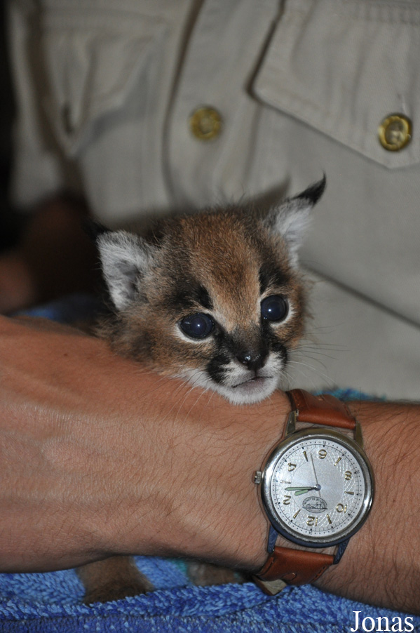 Caracal caracal schmitzi
