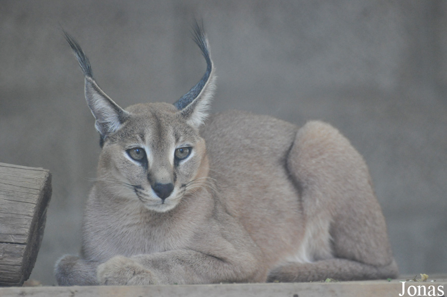 Caracal caracal schmitzi